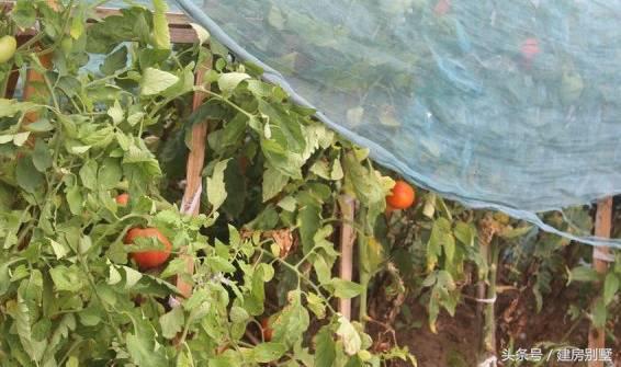 上海兄妹自建兩棟農(nóng)村別墅，父母住在一層小平房，合適嗎？