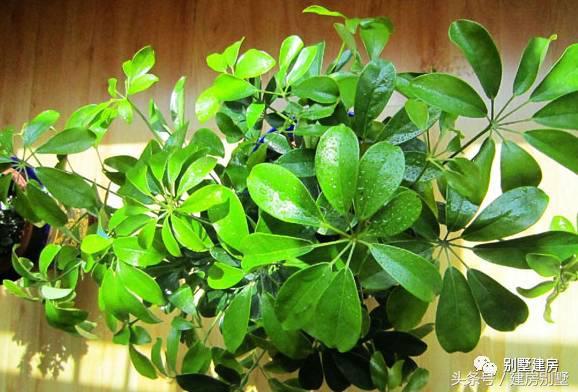 自建房不得不看的風(fēng)景常識，風(fēng)景看的好，福佑祖孫三代