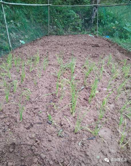 農(nóng)村小伙自建一層小別墅過程全直播，自建房的可以看看哦