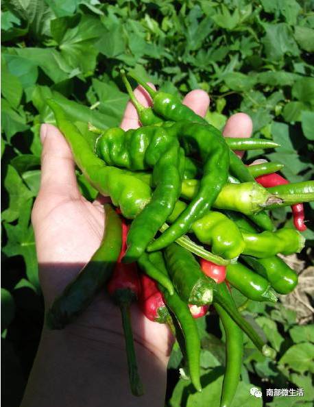 農(nóng)村小伙自建一層小別墅過程全直播，自建房的可以看看哦