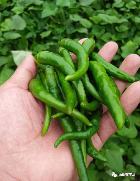 農(nóng)村小伙自建一層小別墅過程全直播，自建房的可以看看哦