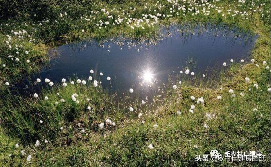 在院子里建池塘可千萬別亂來，避開這些坑不旺都不行！