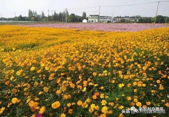 江蘇小伙回農村自建別墅，包工包料每瓶1200，村里還有花海、草坪！